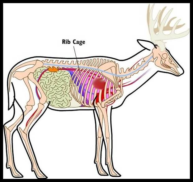 deer anatomy