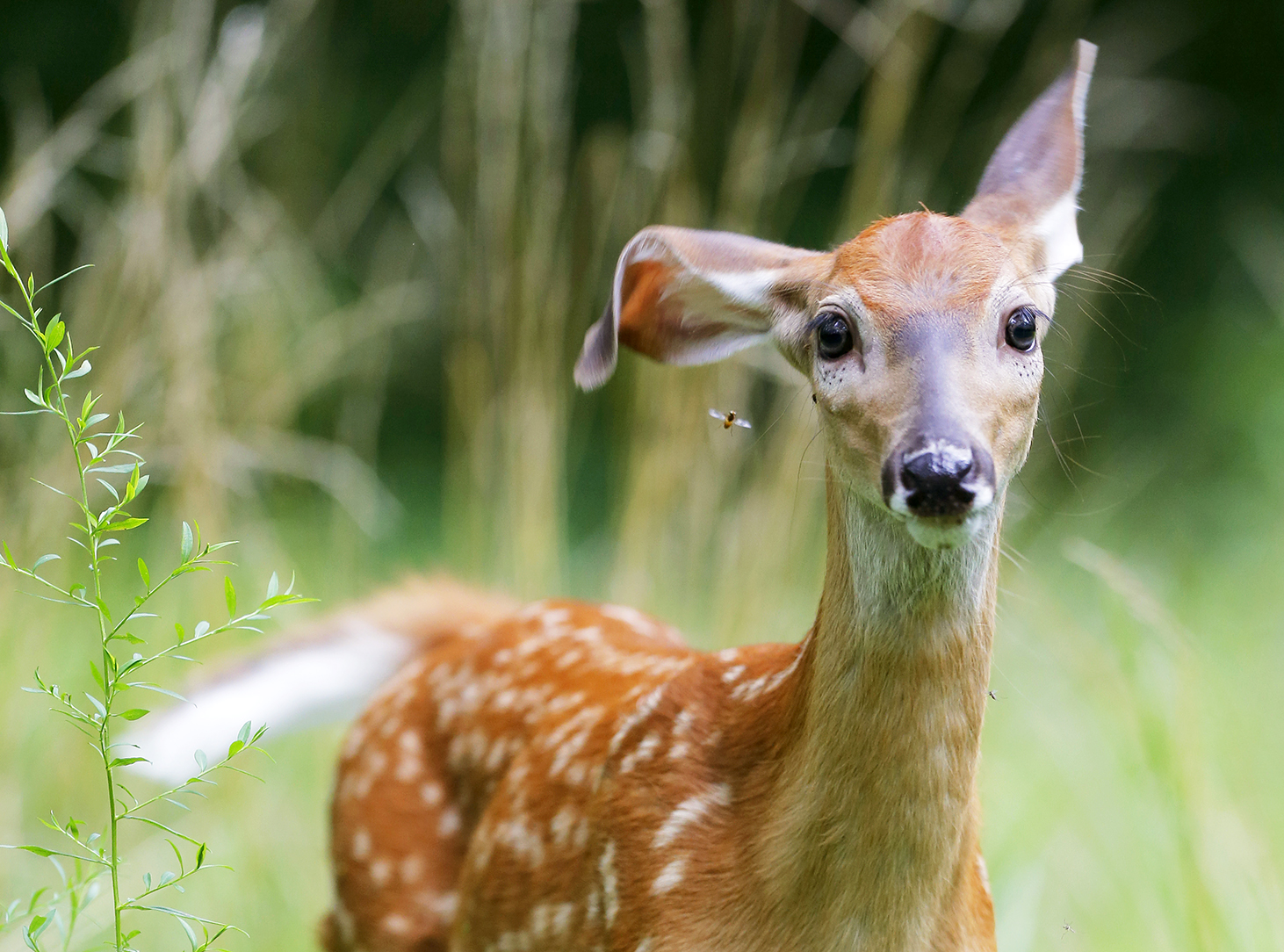 WHAT DEER HEAR? | Dannerholz Whitetails